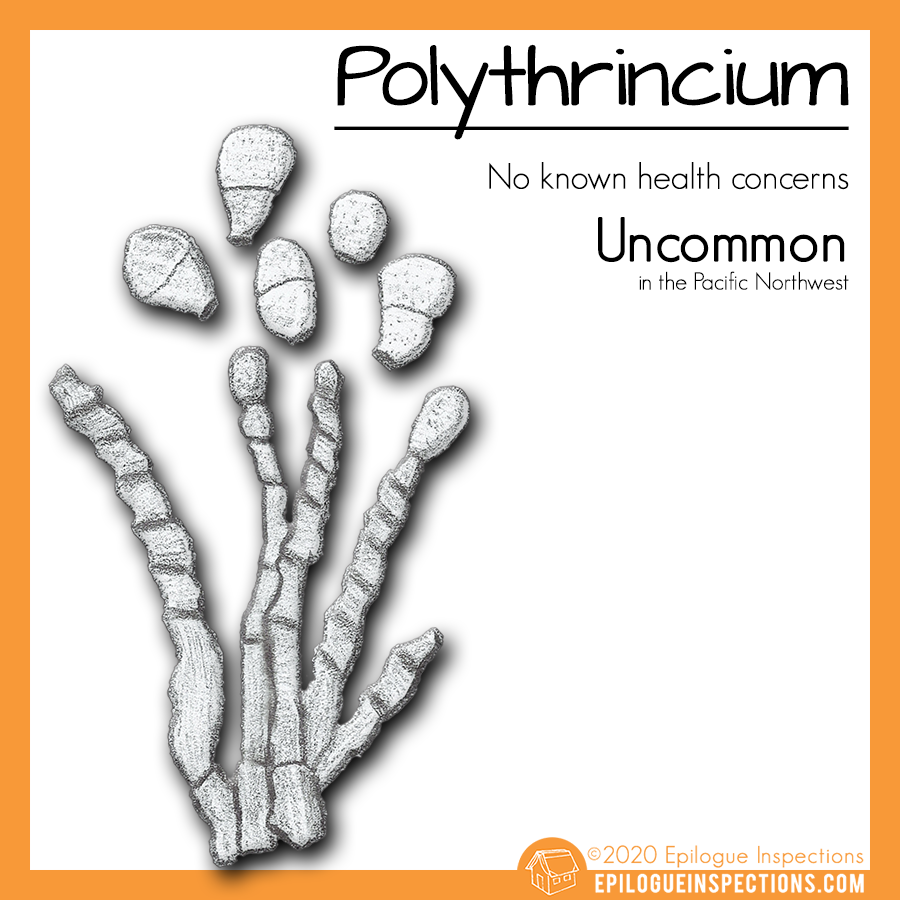 Polythrincium